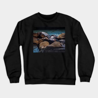 Snuggling Seals Pier 39 San Francisco Crewneck Sweatshirt